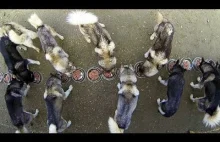 Wiosenny trening 17-stu psów Husky