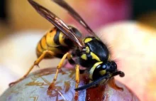 Pijane owady stwarzają zagrożenie u schyłku lata