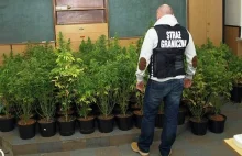 Opowieści z Chełma - dwaj panowie, marihuana i stara szafa