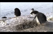 Odkryto nieznany gatunek pingwina - Frozen Planet - BBC