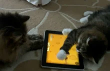 Zwierzę też lubi pograć na tablecie. Oto najlepsze gry dla kotów [wideo]