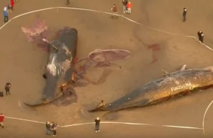 Plaga martwych olbrzymów na plażach Morza Północnego (wideo)