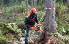 Niemcy wycinają lasy. Za to samo w Puszczy Białowieskiej UE groziła karami!