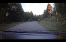 Żubry na drodze w Bieszczadach