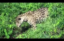 Jaguar atakuje krokodyla pod wodą