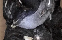 Sopot - porzucono prawie setkę królików