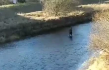 Porzucił rozbite auto i uciekał pieszo przez rzekę (zobacz film