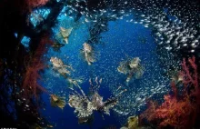 Spektakularne podwodne obrazy
