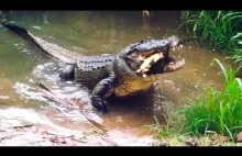 Aligator postanawia schrupać żółwia
