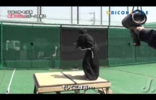 Samurai kontra piłka baseballowa
