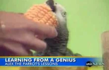ALEX - prawdopodobnie najmądrzejsza papuga na świecie