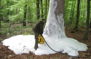 Trojmiasto.pl: Ktoś podpala drzewa w oliwskich lasach