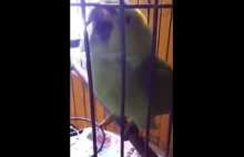 Papuga, która imituje płacz dziecka