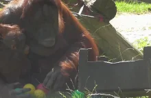 Tidy Orangutan mother puts toys away
