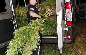 Marihuana na działce męża prezydent Warszawy