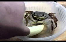 Krab zwierzęcy jedzący banana