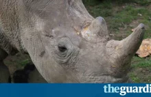 Kłusownicy zastrzelili nosorożca. W zoo. W Paryżu.