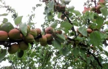 Sadownicy biją na alarm: Nie ma kto zbierać owoców. Ukraińcy nie przyjechali