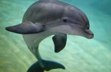Rosja kupiła delfiny, ale nie chce powiedzieć dlaczego