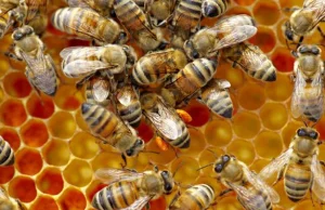 Pestycydy odpowiedzialne za syndrom masowego ginięcia pszczół