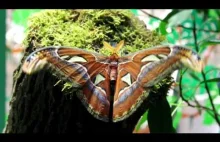 Motyl gigant! - FILM