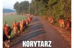 Korytarz Ratunkowy - krowy już zrozumiały...