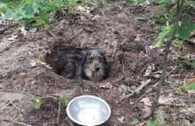 Pies z łańcuchem na szyi zakopany żywcem. Policja poszukuje oprawcy