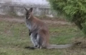 Świętokrzyskie: Smutny koniec poszukiwań małego kangura