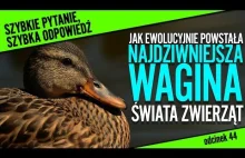 (Chyba) najdziwniejsza wagina w świecie zwierząt