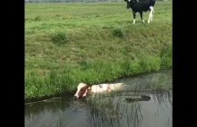 Tak krowy potrafią pływać