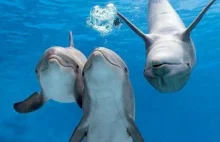 Delfiny prowadzą rozmowy, tak jak ludzie.