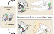 Eardrum evolved independently in mammals, reptiles and birds | Science News