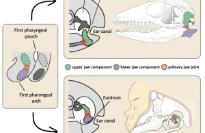 Eardrum evolved independently in mammals, reptiles and birds | Science News