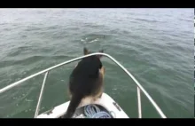 Pies kuszony przez delfiny wskakuje do wody