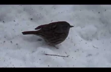 Ptaszek jedzący w śniegu