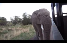 Gniewny Słoń w Pilanesberg (Angry Elephant in Pilanesberg)