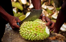 Durian - król owoców, a jednak śmierdząca sprawa?