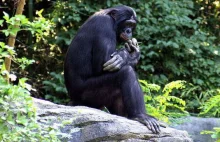 Szympans uciekł z klatki. Trwają poszukiwania - Dziennik Wschodni