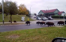 12 dzików na czerwonym przez ulicę. Gdzie jest policja ja się pytam?