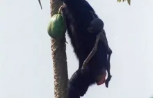 Szympansy opiekują się swoimi dziećmi nawet po śmierci [eng]