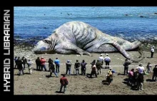 10 najbardziej tajemniczych szczątków morskich stworzeń
