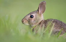 Jak udomowienie królików wpływa na ich mózgi