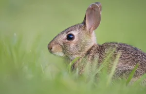Jak udomowienie królików wpływa na ich mózgi