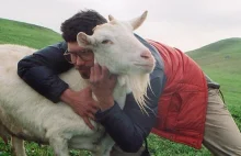 Farma poszukuje wolontariuszy, którzy będą przytulać kozy