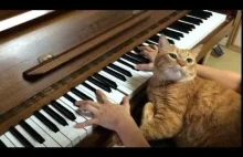 Kot meloman i jego pasja do Chopina