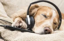 Psy lubią słuchać muzyki. Najbardziej reggae i soft rocka