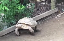 Żółw pomaga koledze zejść z kamienia