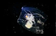 Plankton Chronicles - niesamowite ujęcia