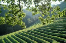 Kilka słów prawdy o zielonej herbacie