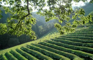 Kilka słów prawdy o zielonej herbacie